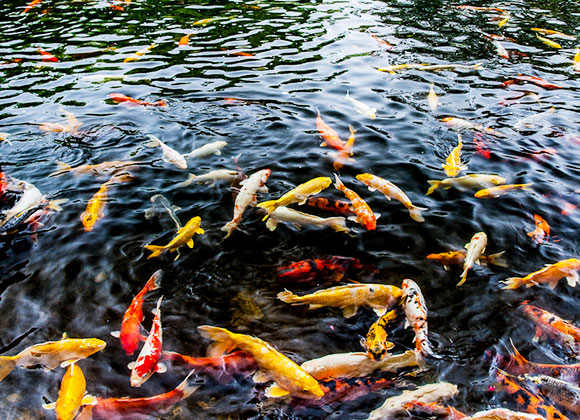 koi-ponds-img